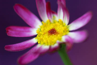 Pink dotted flower...