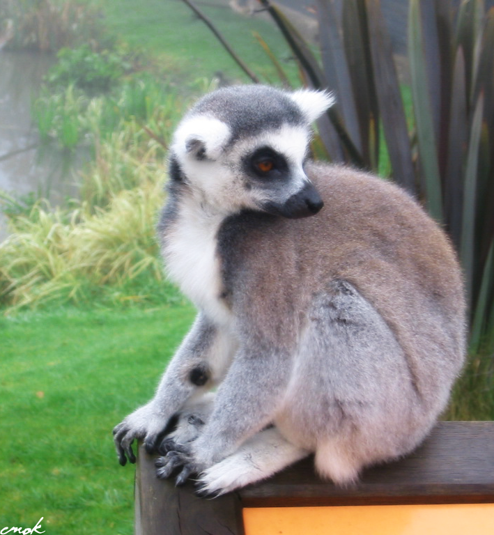 hello mr lemur