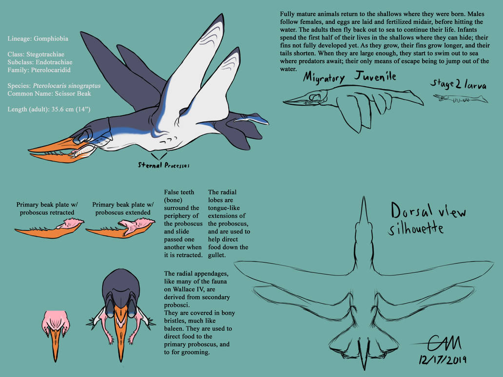 scissor_beak__pterolocaris_sinograptus__by_tarbos6_ddmhwco-pre.jpg
