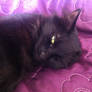 Bella the black cat 35