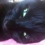 Bella the black cat 36
