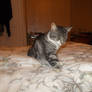 Tabitha the tabby cat 131