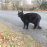 A lone black cat