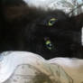 Bella the black cat 85