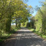 Road Under The Shade