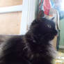 Bella the black cat 140