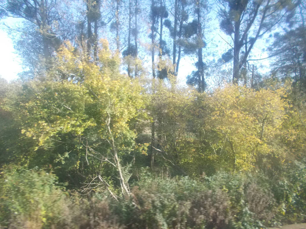 Passing Trees by FFDP-Guy on DeviantArt