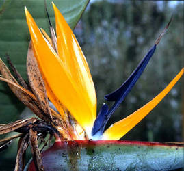 Strelitzia