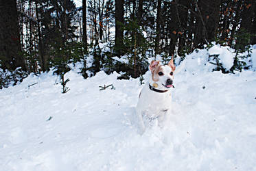 Dog in snow