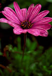 Pop II by alluring