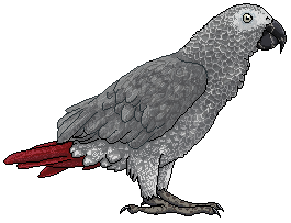 Pixel grey parrot