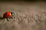 Ladybug walk by the-square-root-of-3