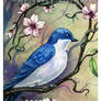 Tree Swallow w Blossoms ACEO