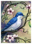 Tree Swallow w Blossoms ACEO by MeredithDillman