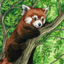Red Panda in Treetops ACEO