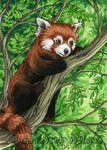 Red Panda in Treetops ACEO by MeredithDillman