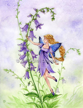 Fairy - Creeping Bellflower
