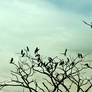 Crows On A Tree