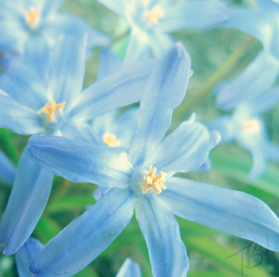 Spring Flowers- Scilla