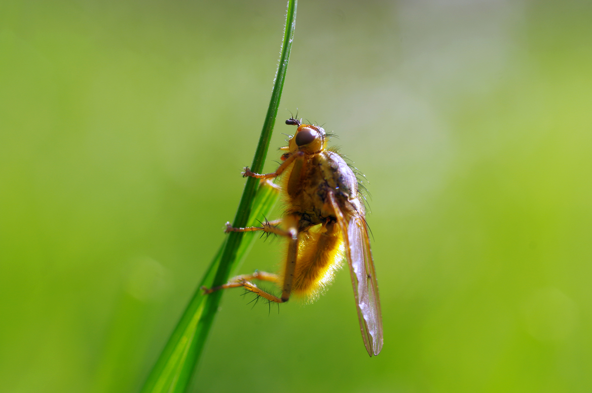 Fly 10th April 2014