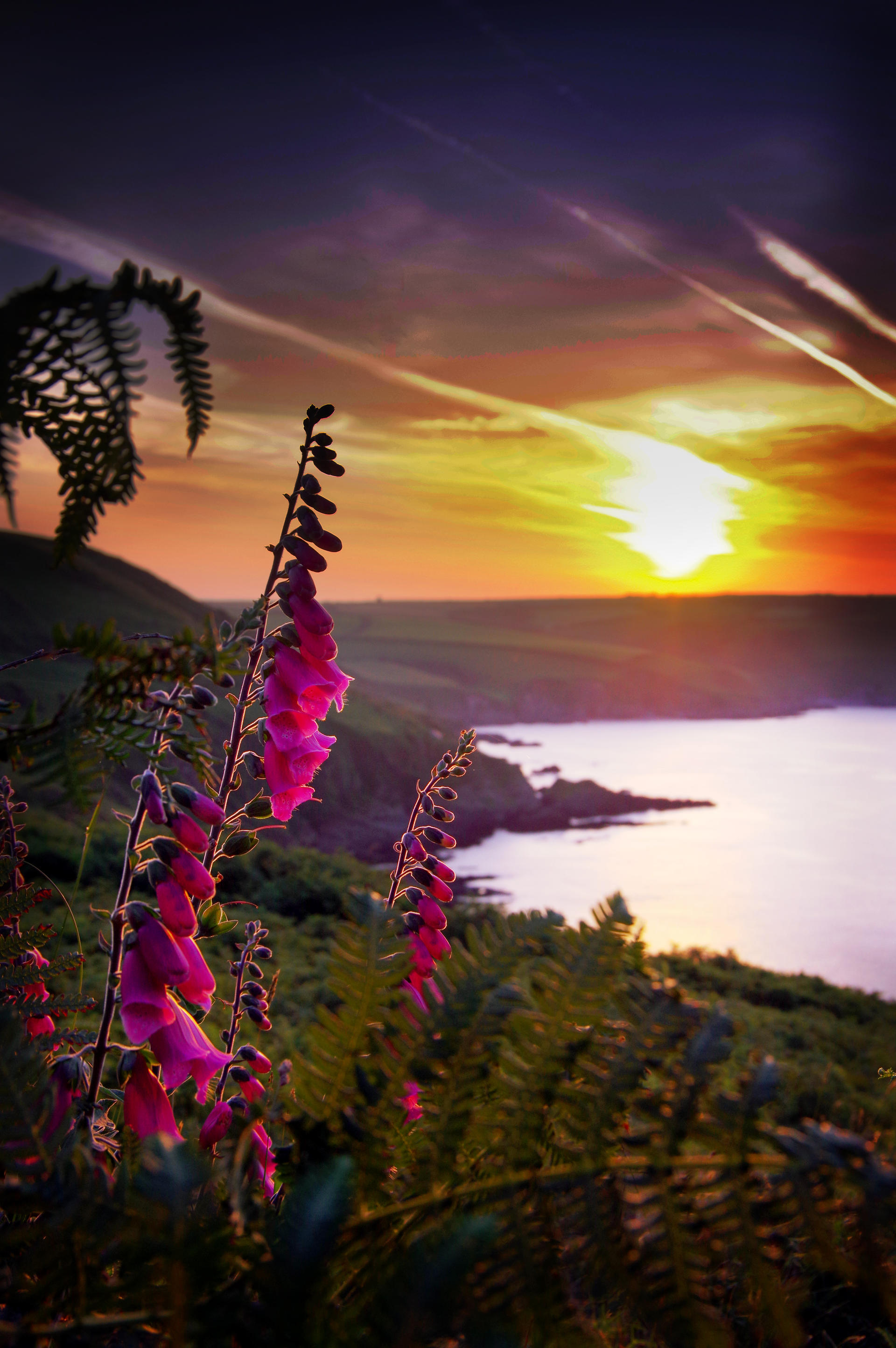 Morning shine upon foxgloves