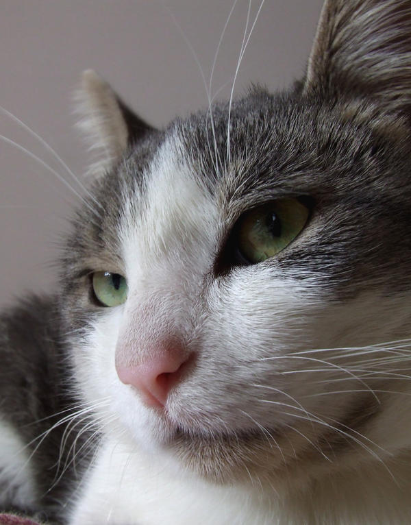 Contemptuous look by katttinka on DeviantArt