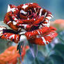 variegated rose
