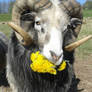 Bengt the Ram