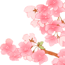 Cherry Blossom PNG 1