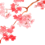Cherry Blossom PNG 2