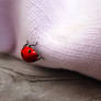 ladybug3