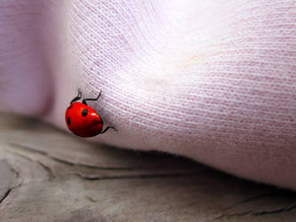 ladybug3