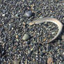 Pacific Lamprey
