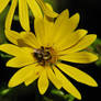 Busy bee