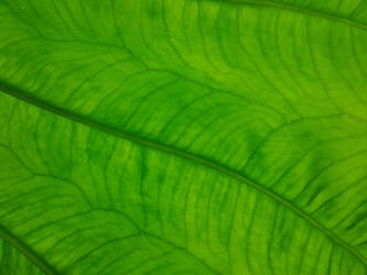 LEAF TEXTURE 1 by gatorstock