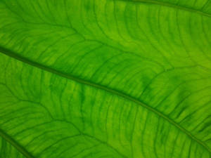 LEAF TEXTURE 1