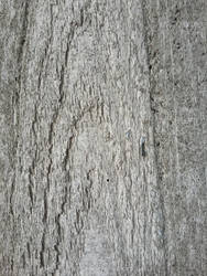 WOOD TEXTURE 12