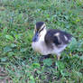 Baby Duck