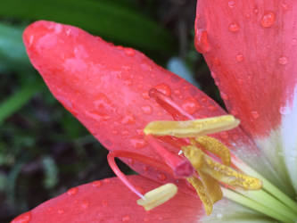 Dew Flower