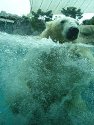 Swimming Bear...