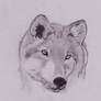 wolf - lobo