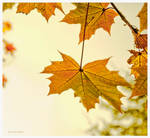 Golden Autumn by elanordh
