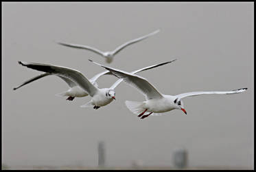 Formation flight