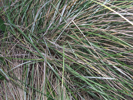 Beach grasses close up