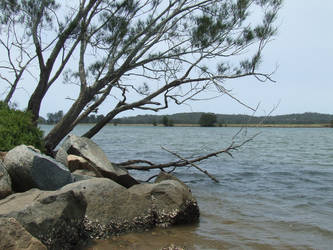 Through the trees on the river