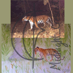 Wild Bengal Tiger and Cub