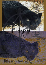 National Tiger Sanctuary: Midnight