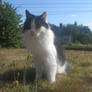 buddy sitting on grass