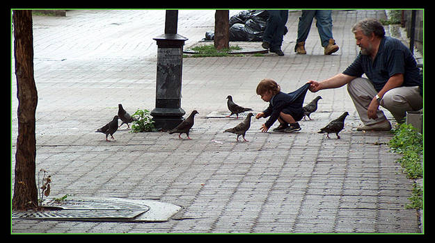 kid and birds