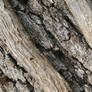 Tree bark